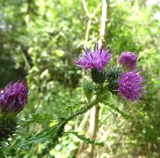 Attēlu rezultāti vaicājumam “Carduus crispus leaf”