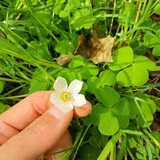 Attēlu rezultāti vaicājumam “Oxalis acetosella”