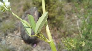 Attēlu rezultāti vaicājumam “Melilotus albus leaf”