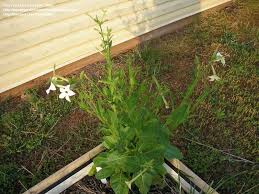 Image result for Nicotiana x sanderae