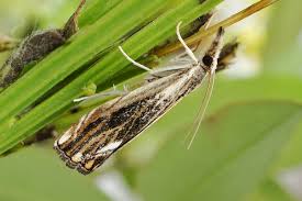 Attēlu rezultāti vaicājumam “Catoptria verellus”