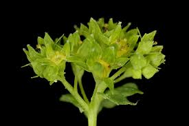 Attēlu rezultāti vaicājumam “Alchemilla vulgaris aggr. bud”