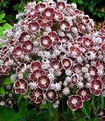 Attēlu rezultāti vaicājumam “Acer pseudoplatanus fo. purpurascens flower”