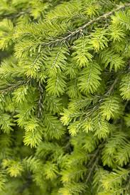 Attēlu rezultāti vaicājumam “Tsuga canadensis”