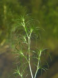 Attēlu rezultāti vaicājumam “Najas marina leaf”