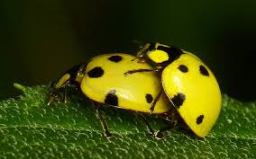 Attēlu rezultāti vaicājumam “Coccinellidae”