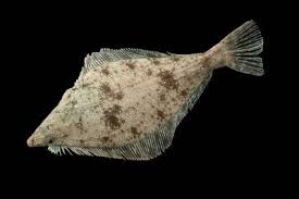 Image result for Parophrys vetulus