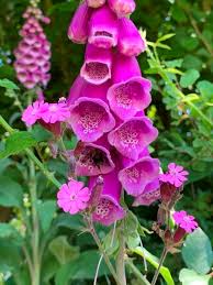 Image result for Digitalis purpurea
