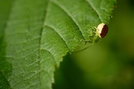 Attēlu rezultāti vaicājumam “Diaea dorsata male”