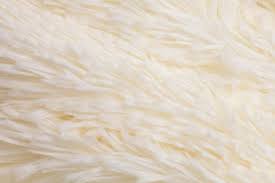 Image result for white rabbit skin texture