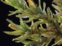 Attēlu rezultāti vaicājumam “Orthotrichum cupulatum var. riparium sporophyte”