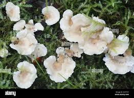 Attēlu rezultāti vaicājumam “Sistotrema confluens”