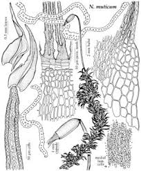 Attēlu rezultāti vaicājumam “Racomitrium canescens sporophyte”