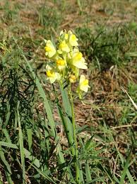Attēlu rezultāti vaicājumam “Linaria loeselii leaf”
