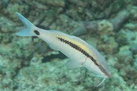 Image result for Parupeneus trifasciatus
