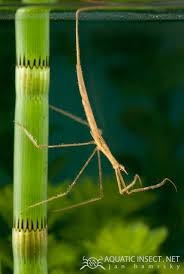 Attēlu rezultāti vaicājumam “Ranatra linearis”