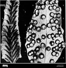 Attēlu rezultāti vaicājumam “Cephalozia bicuspidata sporophyte”