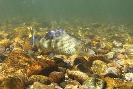 Image result for Thymallus thymallus