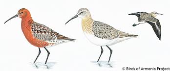 Attēlu rezultāti vaicājumam “Calidris ferruginea”