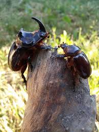 Attēlu rezultāti vaicājumam “Oryctes nasicornis male”
