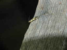 Attēlu rezultāti vaicājumam “Denisia similella”