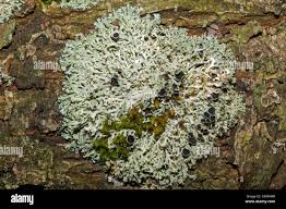 Attēlu rezultāti vaicājumam “Physcia tenella”