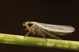 Attēlu rezultāti vaicājumam “Macrosteles nymph”