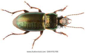 Attēlu rezultāti vaicājumam “Harpalus sp.”