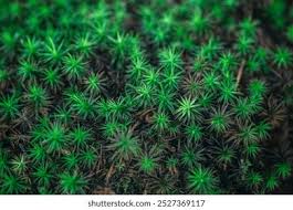 Attēlu rezultāti vaicājumam “Polytrichum strictum”