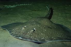 Image result for Raja clavata