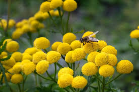 Image result for Tanacetum vulgare