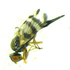 Attēlu rezultāti vaicājumam “Urophora jaceana”