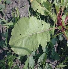 Image result for Raphanus sativus ssp. Oleiformes