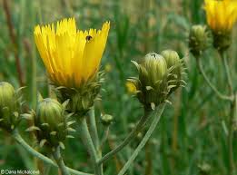 Attēlu rezultāti vaicājumam “Hieracium umbellatum bud”