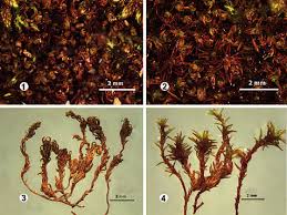 Attēlu rezultāti vaicājumam “Bryoerythrophyllum recurvirostrum sporophyte”