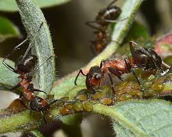 Attēlu rezultāti vaicājumam “Aphis farinosa”