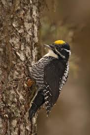 Attēlu rezultāti vaicājumam “Picoides tridactylus”