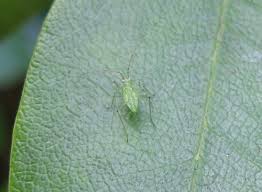 Attēlu rezultāti vaicājumam “Blepharidopterus angulatus imago”