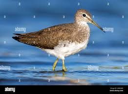 Attēlu rezultāti vaicājumam “Actitis hypoleucos adult”