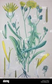 Attēlu rezultāti vaicājumam “Crepis biennis leaf”