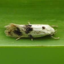 Attēlu rezultāti vaicājumam “Elachista maculicerusella”