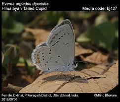 Attēlu rezultāti vaicājumam “Everes argiades”