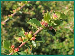 Attēlu rezultāti vaicājumam “Cotoneaster divaricatus”