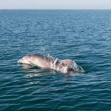 Image result for Jersey Sea Sport Centre - St Aubin, Jersey