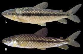 Attēlu rezultāti vaicājumam “Inonotus leporinus”