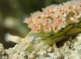 Attēlu rezultāti vaicājumam “Lophozia incisa”