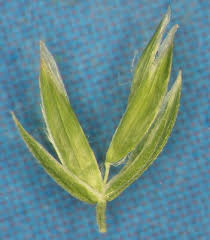 Attēlu rezultāti vaicājumam “Glyceria fluitans fruit”