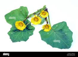 Attēlu rezultāti vaicājumam “Tussilago farfara leaf”