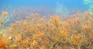 Attēlu rezultāti vaicājumam “Chara tomentosa”