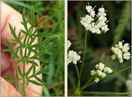 Image result for Pimpinella saxifraga